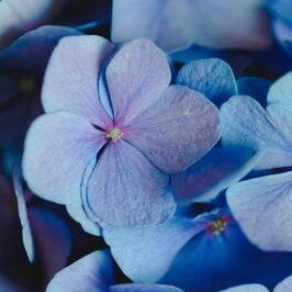 contemplation,gratitude,conscience,pensée,positive